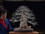 Bonsai ID542:Kaede Maple (เมเปิ้ล) - Image 2