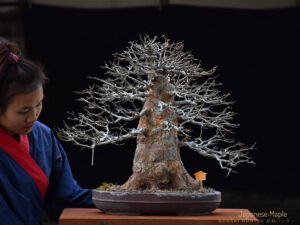 Bonsai ID542:Kaede Maple (เมเปิ้ล) - Image 2