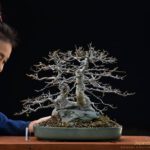 Bonsai ID543:Kaede Maple (เมเปิ้ล)