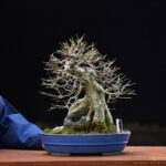 Bonsai ID544:Kaede Maple (เมเปิ้ล)