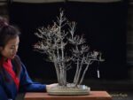 Bonsai ID545:Kaede Maple (เมเปิ้ล) - Image 2
