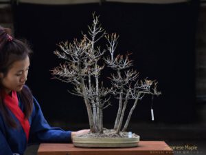 Bonsai ID545:Kaede Maple (เมเปิ้ล) - Image 2