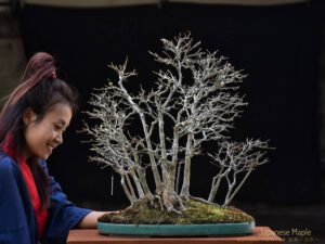 Bonsai ID546:Kaede Maple (เมเปิ้ล) - Image 2