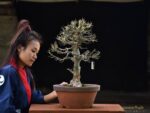 Bonsai ID547:Kaede Maple (เมเปิ้ล)1 - Image 2