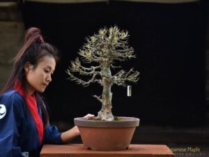 Bonsai ID547:Kaede Maple (เมเปิ้ล)1 - Image 2