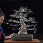 Bonsai ID548:Kaede Maple (เมเปิ้ล)