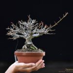 Bonsai ID549:Kaede Maple (เมเปิ้ล)