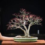 Bonsai ID551:Kaede Maple (เมเปิ้ล)