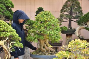 Bonsai ID553:Kaede Maple (เมเปิ้ล) - Image 2