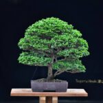 Bonsai ID555: Hinoki