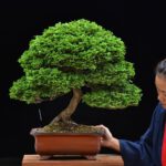 Bonsai ID556:Tsuyama Hinoki
