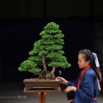 Bonsai ID557:Hinoki