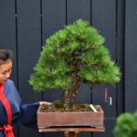Bonsai ID569 : Japanese Black Pine - Image 2