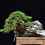 Bonsai ID565 : บอนไซสน Itoigawa Shimpaku