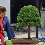 Bonsai ID572 : Hinoki - Image 2