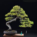 Bonsai ID566 : บอนไซสน Gold Shimpaku