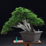 Bonsai ID567 : บอนไซสน Itoigawa Shimpaku