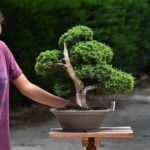 Bonsai ID568 : บอนไซสน Itoigawa Shimpaku