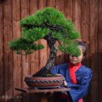 Bonsai ID571 : Japanese Black Pine