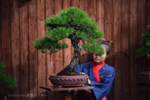 Bonsai ID571 : Japanese Black Pine