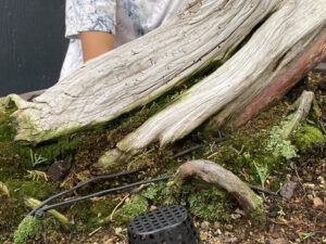 บอนไซ​ 587 : สน Shimpaku (Kishu) - master class  300ปี - Image 3