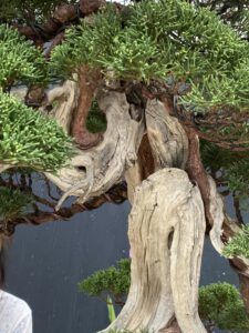 บอนไซ​ 587 : สน Shimpaku (Kishu) - master class  300ปี - Image 4