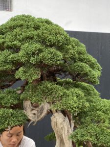 บอนไซ​ 587 : สน Shimpaku (Kishu) - master class  300ปี - Image 5