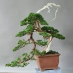 บอนไซ​ 588 : สน Shimpaku (Kishu) - 50ปี