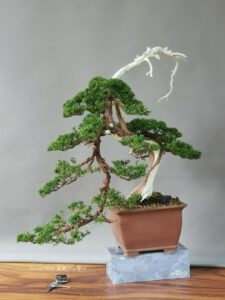 บอนไซ​ 588 : สน Shimpaku (Kishu) - 50ปี