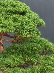 บอนไซ​ 587 : สน Shimpaku (Kishu) - master class  300ปี - Image 12