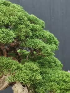 บอนไซ​ 587 : สน Shimpaku (Kishu) - master class  300ปี - Image 11