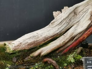 บอนไซ​ 587 : สน Shimpaku (Kishu) - master class  300ปี - Image 10