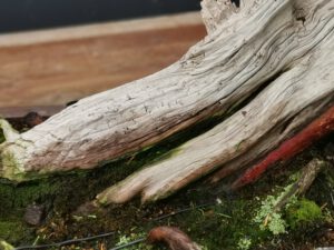 บอนไซ​ 587 : สน Shimpaku (Kishu) - master class  300ปี - Image 7