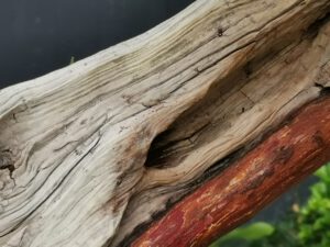 บอนไซ​ 587 : สน Shimpaku (Kishu) - master class  300ปี - Image 8