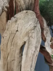 บอนไซ​ 587 : สน Shimpaku (Kishu) - master class  300ปี - Image 6