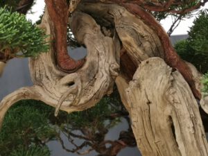 บอนไซ​ 587 : สน Shimpaku (Kishu) - master class  300ปี - Image 9