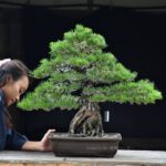 บอนไซ ID606: Japanese Black Pine