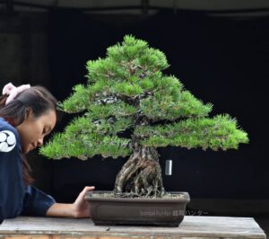 บอนไซ ID606: Japanese Black Pine