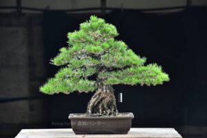 บอนไซ ID606: Japanese Black Pine - Image 2
