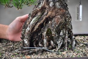 บอนไซ ID606: Japanese Black Pine - Image 3