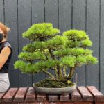 บอนไซ ID593 : Japanese Black Pine ป่ารากเดี่ยว