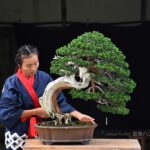 บอนไซ 598: สน Shimpaku อายุ250ปี