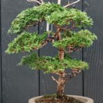 บอนไซ 605: สน Hinoki