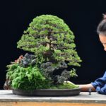 บอนไซ 591 : สน Shimpaku อายุ40ปี