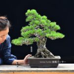 บอนไซ ID595 :Japanese Black Pine