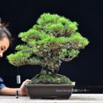 บอนไซ ID596: Japanese Black Pine