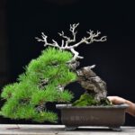 บอนไซ ID592 : Japanese Black Pine