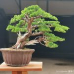 บอนไซ 599: สน Shimpaku