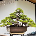 บอนไซ 600: สน Shimpaku