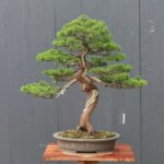 บอนไซ 601: สน Shimpaku